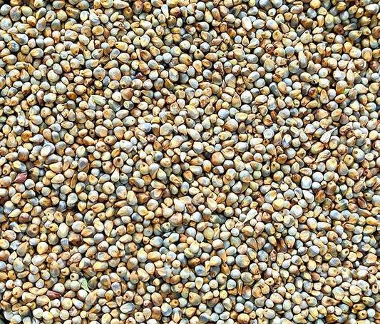 Bajra Pearl Millet