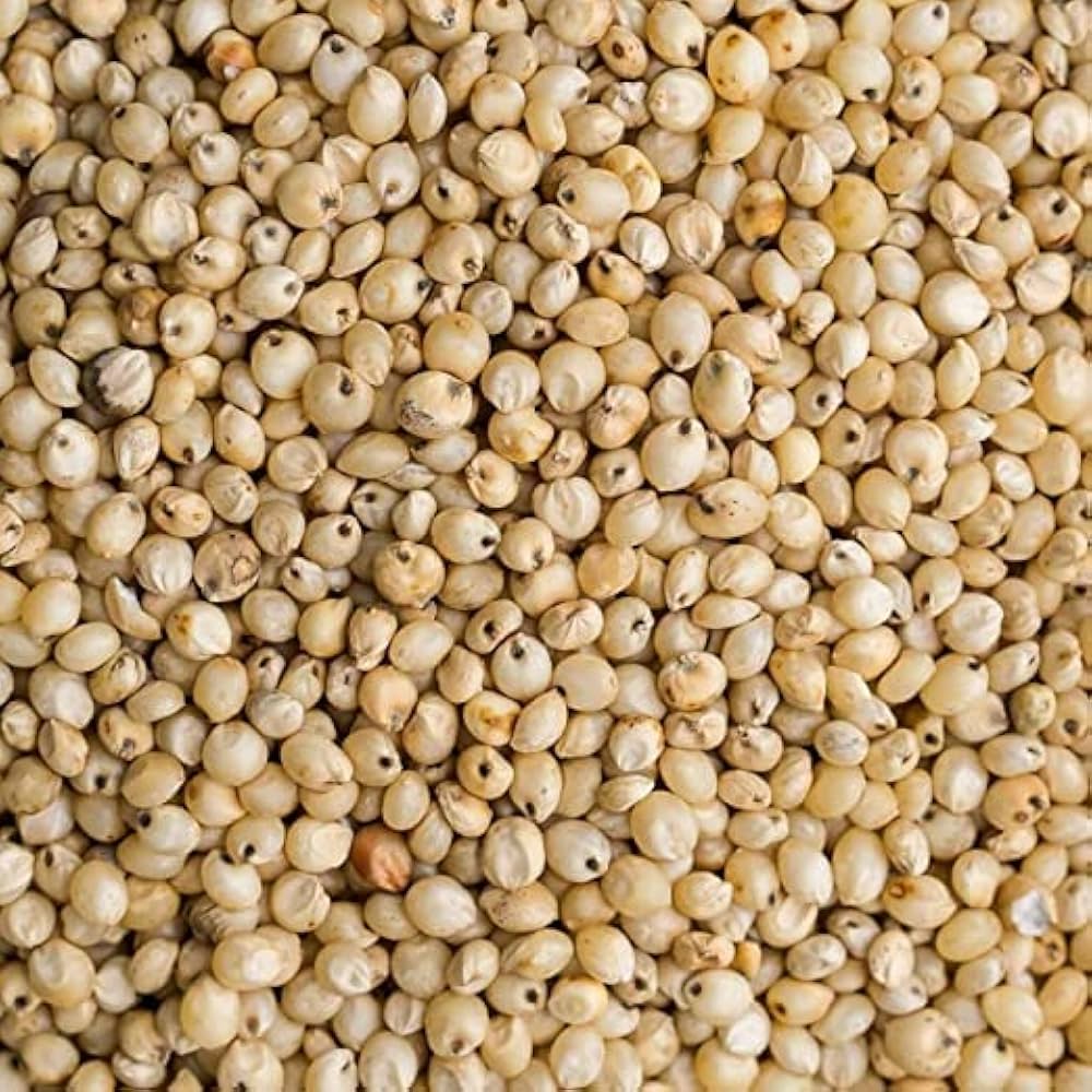 Jowar (Sorghum)